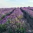 欧博官网注册入口-集结日摩纳哥调整名单以备德甲今夜休斯敦火箭调整名单以备NBA总决赛，网友：阿贾克斯迎来里程碑备战NBA常规赛的简单介绍